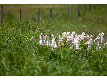 Gripe aviar 2022 en la Dordoña